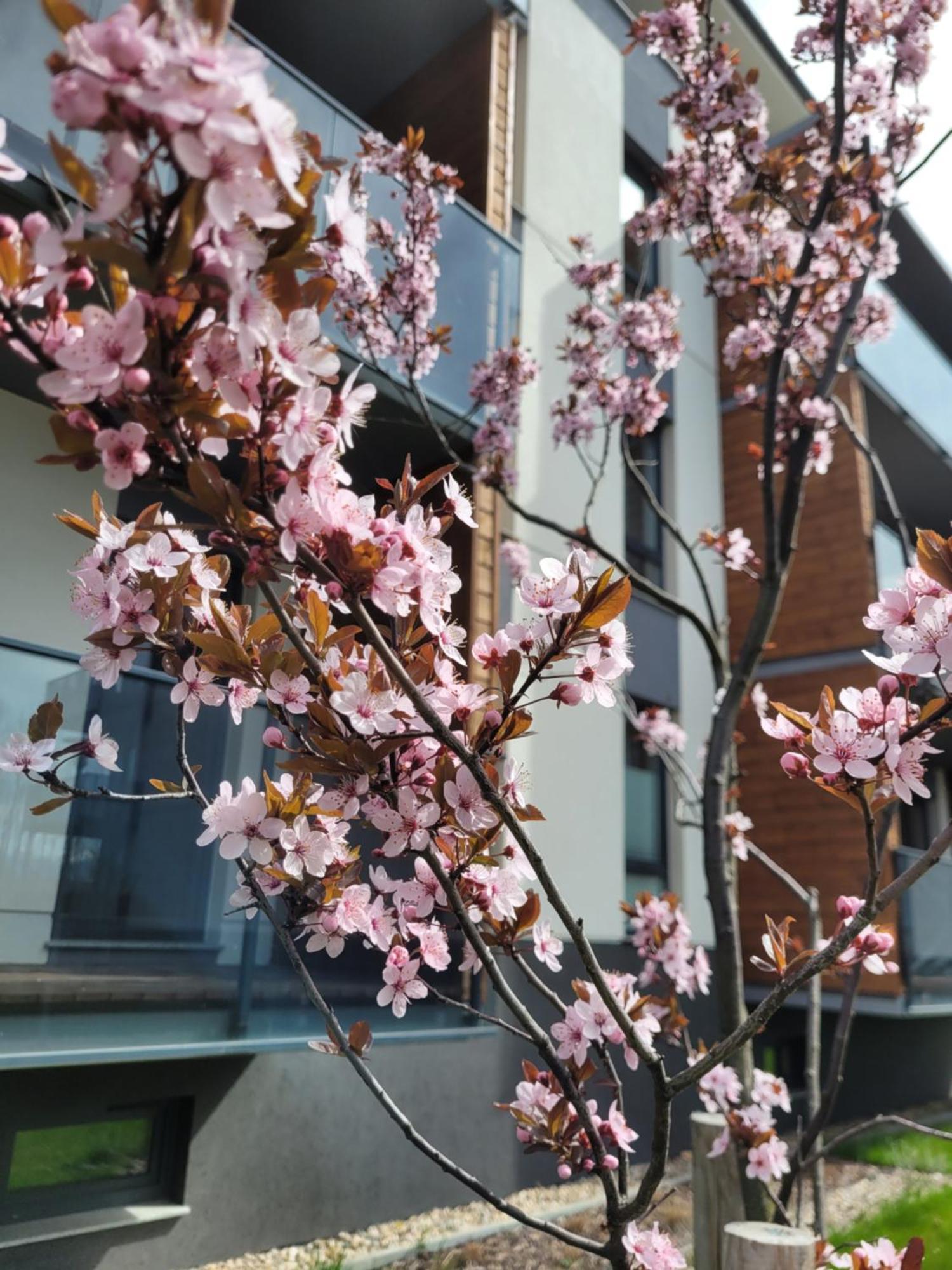 Apartament Lilla 2 เยเลเนียกูรา ภายนอก รูปภาพ